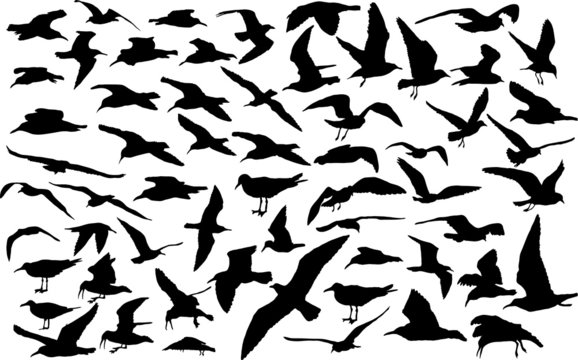 Vector set of silhouettes of 60 flying seagulls