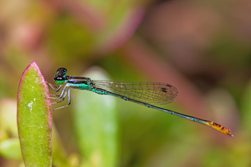 Damselfly