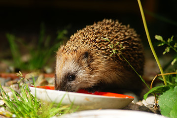 hedgehog drinks milk