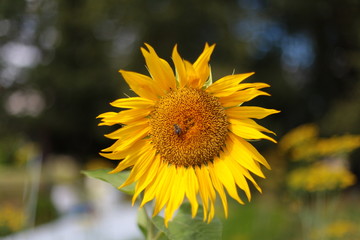 flowers in the garden