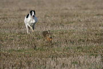 Brown hare, Lepus europaeus © Erni
