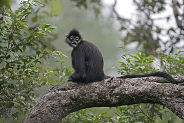 Central American Spider Monkey or Geoffroys spider monkey, Atele