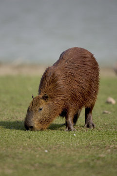 Capybara, Hydrochoerus Hydrochaeris,