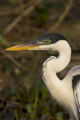 Cocoi heron, Ardea coco