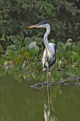 Cocoi heron, Ardea coco