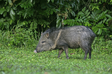 Collared peccary, Tayassu tajacu