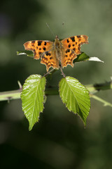 Comma butterfly, Polygonia c-album