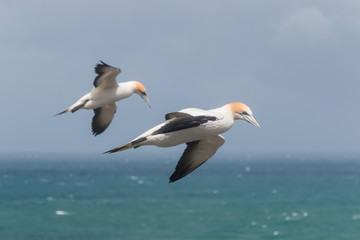 Fototapeta na wymiar detail of flying gannets against blue sky