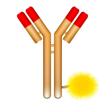 Antibody Molecule Conjugated With Fluorophore