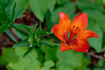 Orange lily in the wild
