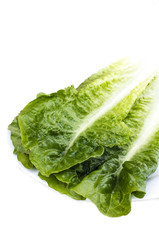 Fresh green leaf lettuce separately from racemes