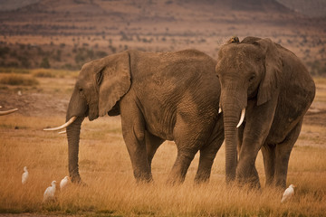 Obraz premium Two African elephants with cattle egrets