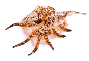 Sea shell isolated