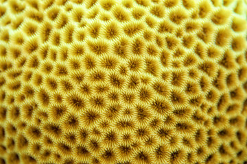 Brain coral texture