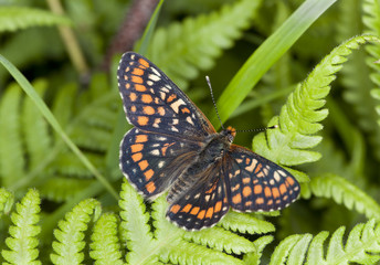 Scarce Fritillary, Euphydryas maturna