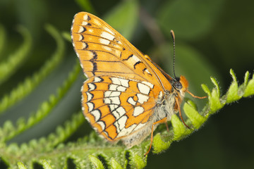 Scarce Fritillary, Euphydryas maturna