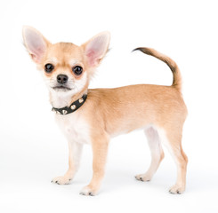 Chihuahua puppy with black leather studded collar on white