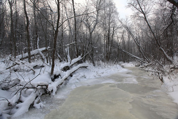 Winter Forest Park branch