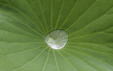 Dew at the center of lotus leaf