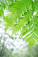 ヒカゲヘゴの葉