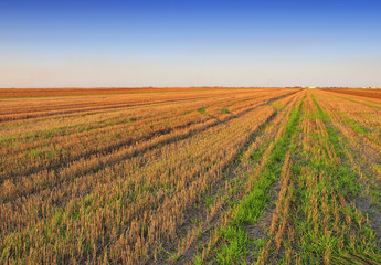 field after harvest