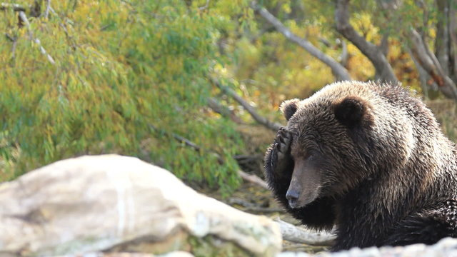 bear portrait
