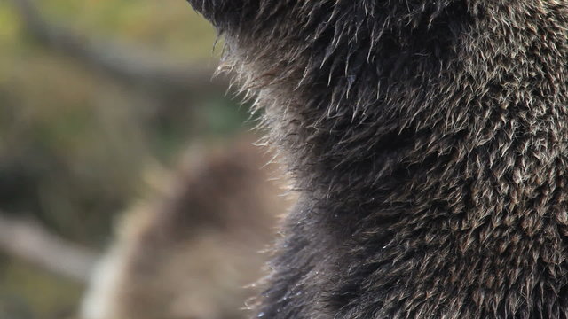 bear portrait