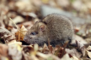 Photo sur Plexiglas Kangourou gray rat