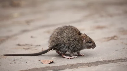 Tuinposter Kangoeroe gray rat