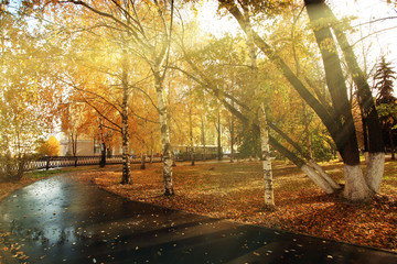autumn park with yellow leaves, Indian summer
