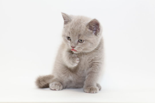 gray cute little kitten British