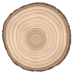 cut of a tree isolated on white vector.