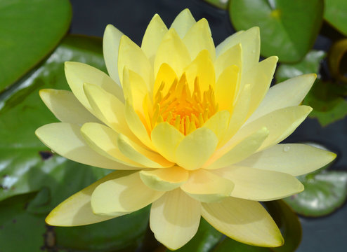 Fototapeta lotus flower