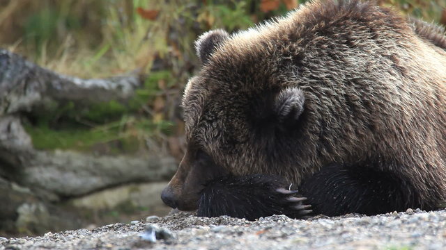 bear portrait