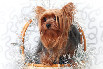 Yorkshire terrier in a basket on a gray background