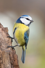 Blaumeise