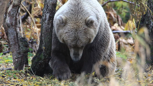 bear portrait