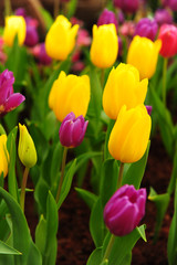 Group of Colorful Tulips