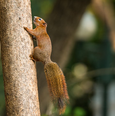 squirrel or small gong, Small mammals on tree © wuttichok