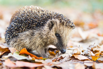 Hedgehog searching in autumn leaves