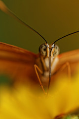 Orange butterfly