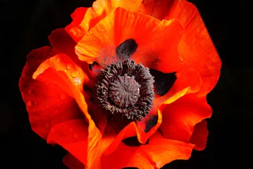 Poster de jardin Coquelicots red poppy flower on a black background