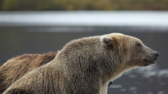 bear portrait