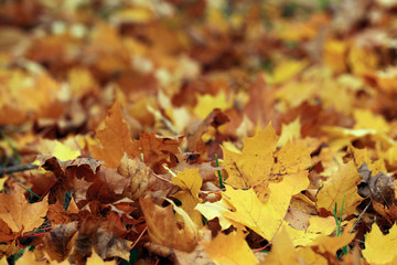 fallen yellow leaves texture