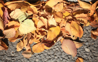 fallen yellow leaves on the pavement