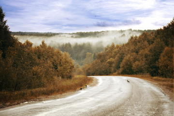 road autumn forest fog