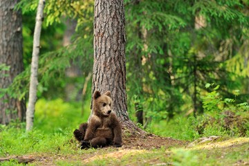 Brown bear cub in forest