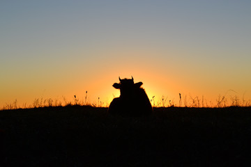Fototapeta na wymiar Silhouette of a cow