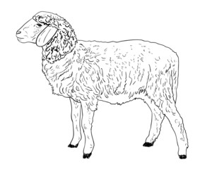 The side of young sheep
