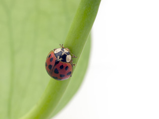 Ladybird